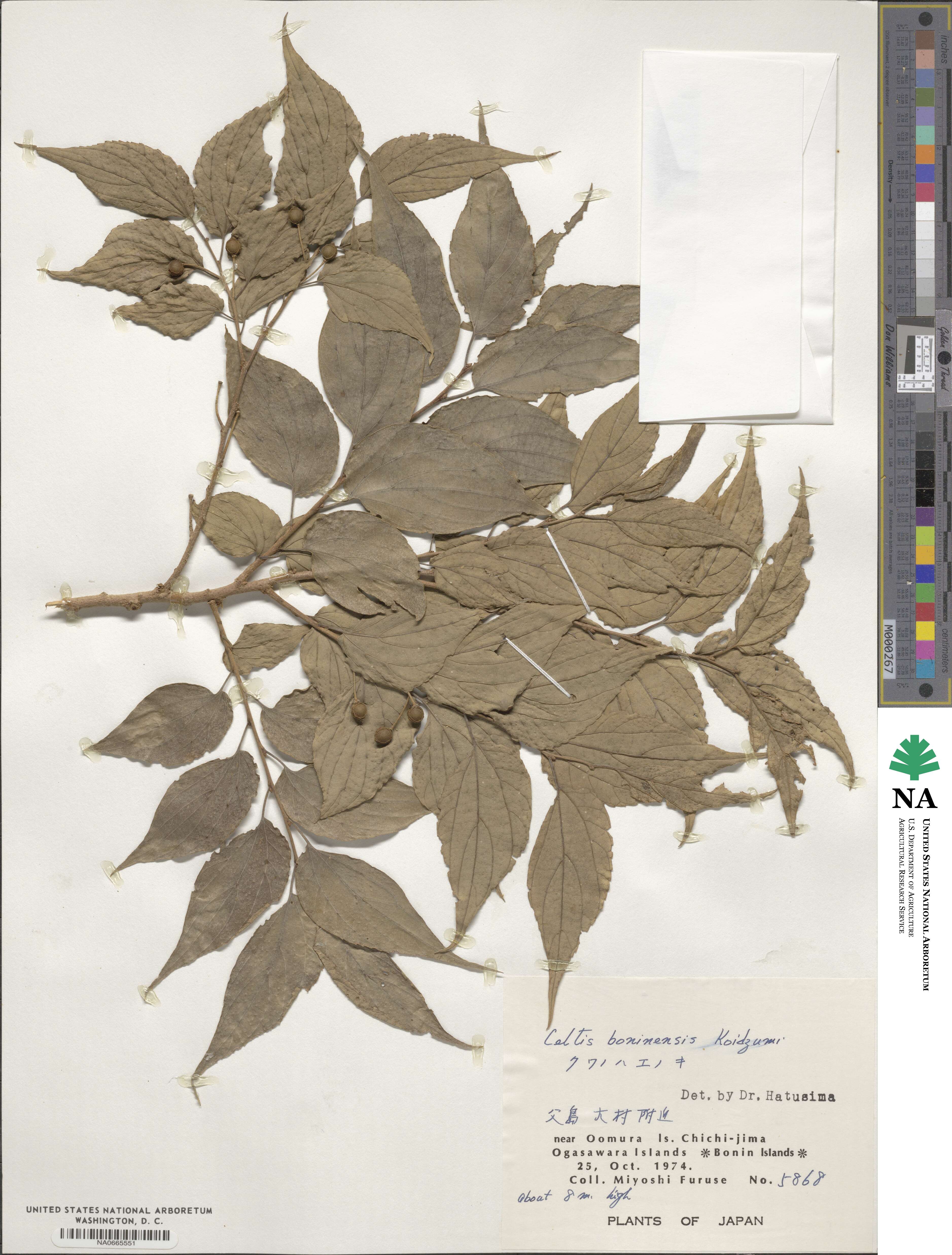 Celtis boninensis image