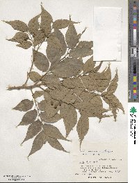 Celtis boninensis image