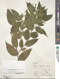 Celtis boninensis image