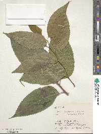 Celtis boninensis image