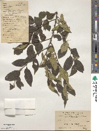 Celtis bungeana image