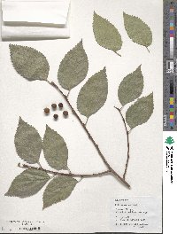 Celtis australis image