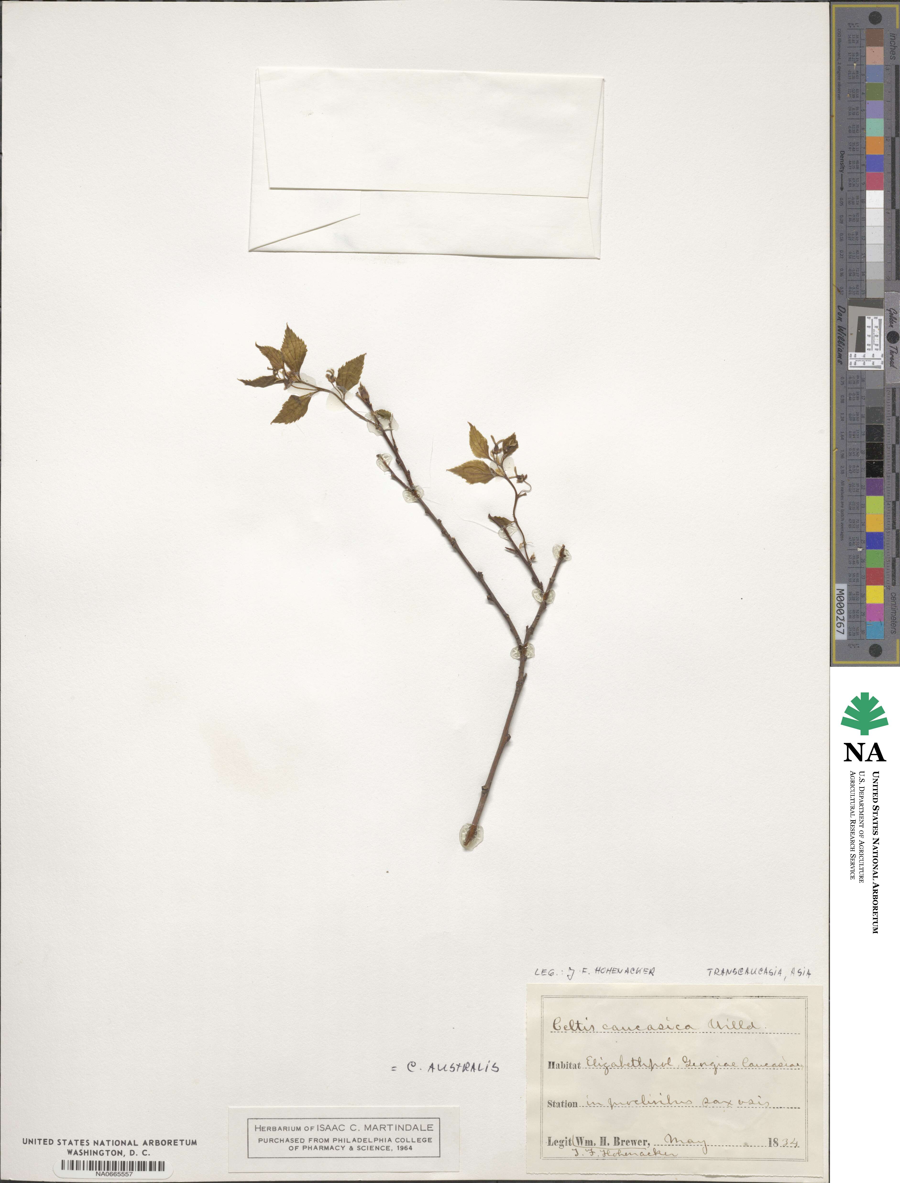 Celtis australis subsp. caucasica image