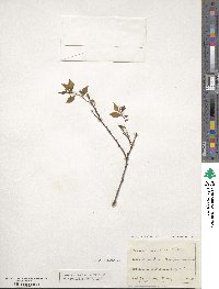 Celtis australis image