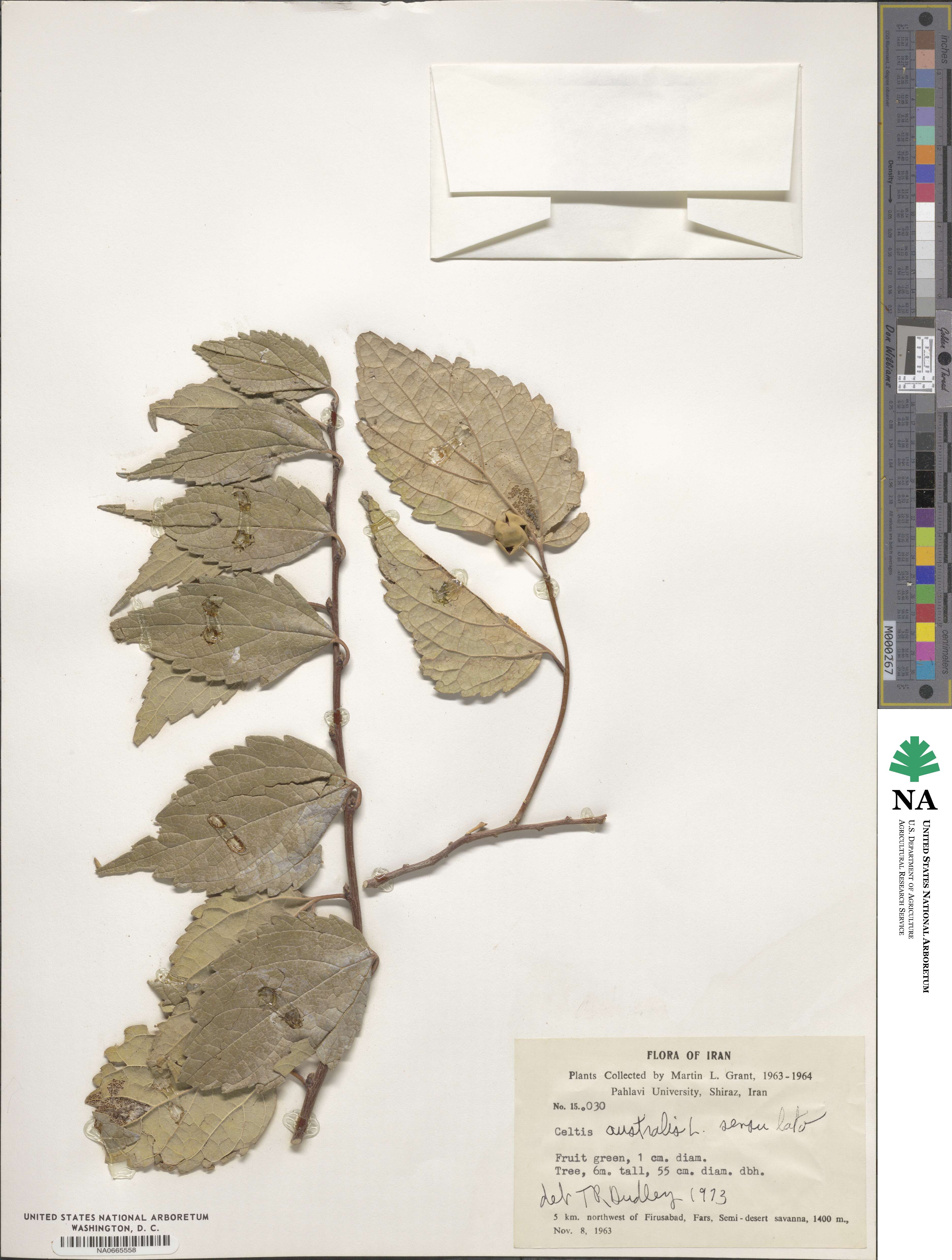 Celtis australis image