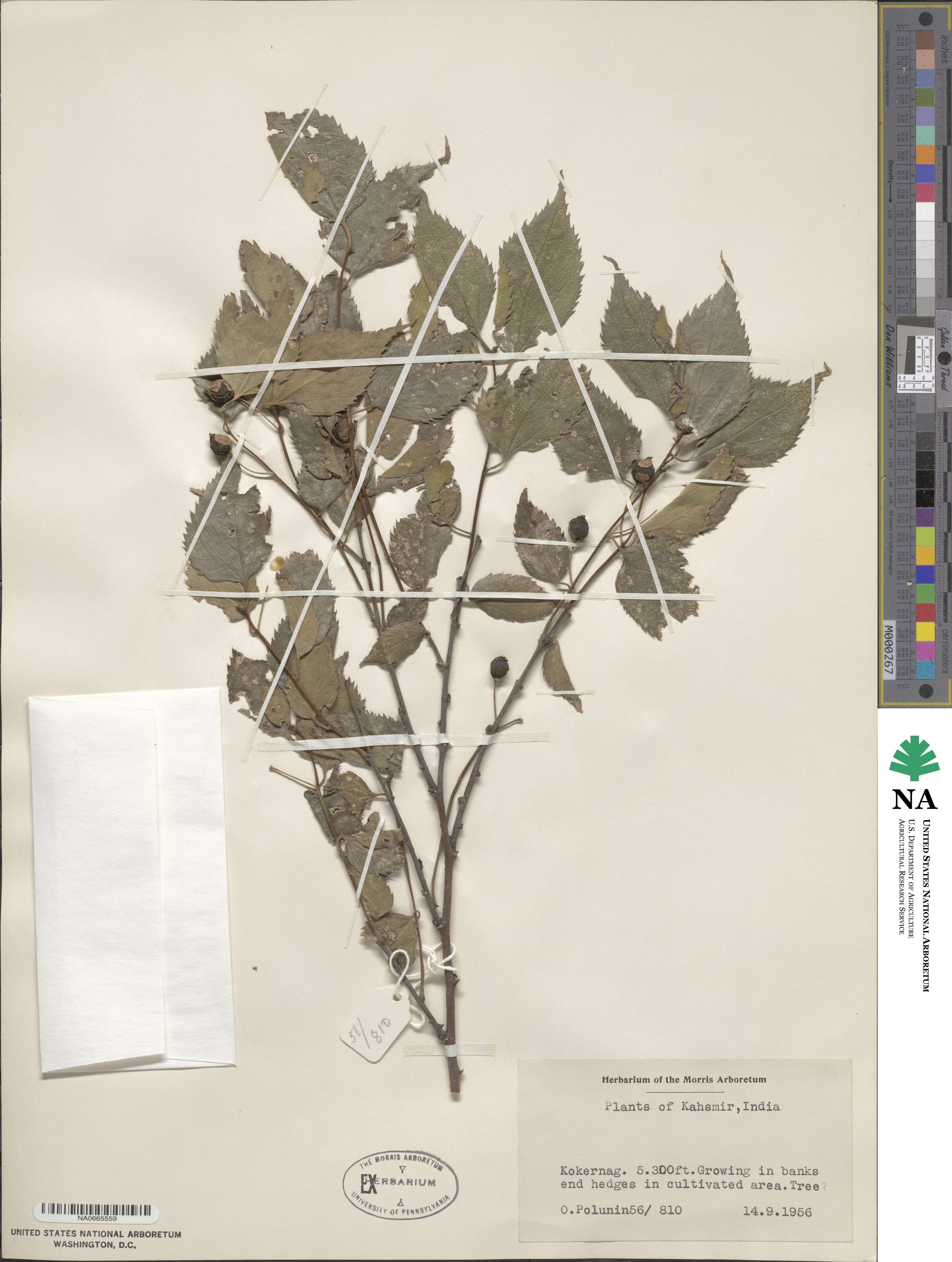 Celtis australis subsp. caucasica image
