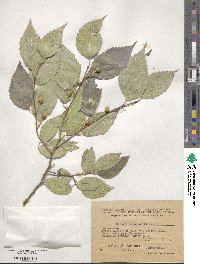 Celtis australis image