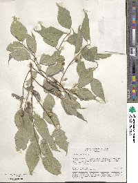 Celtis australis image