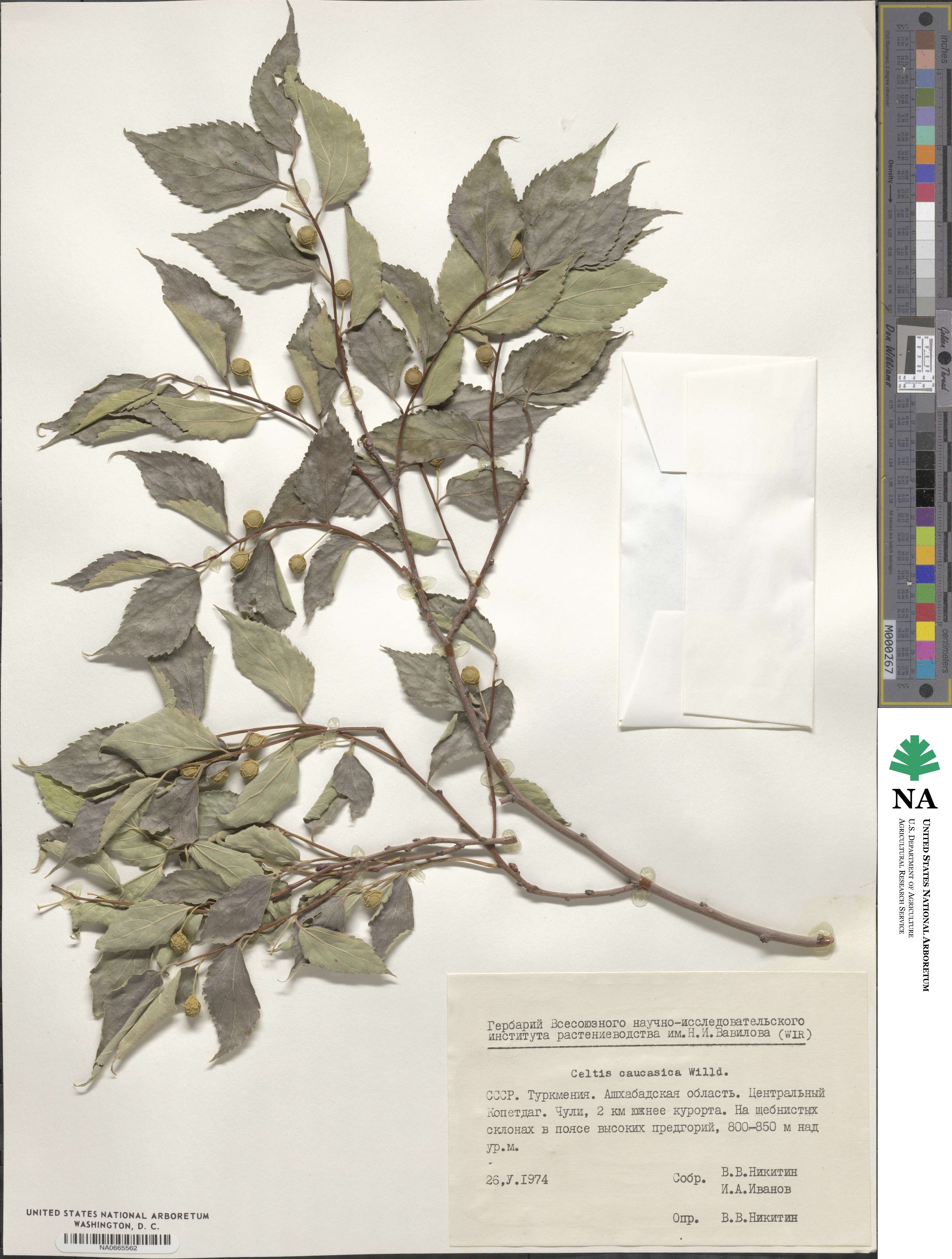 Celtis australis image