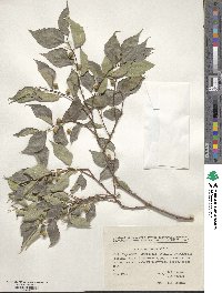 Celtis australis image