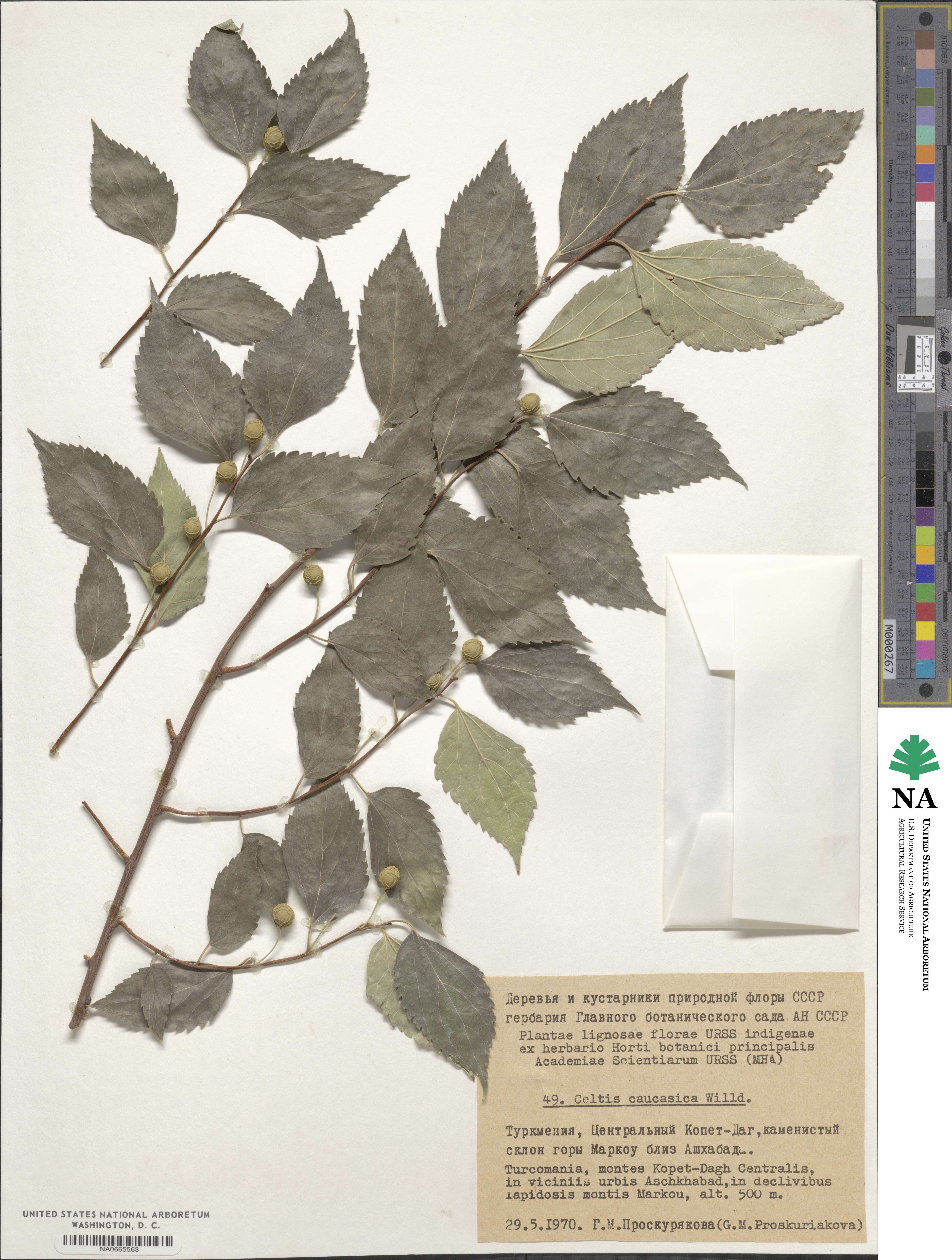 Celtis australis image