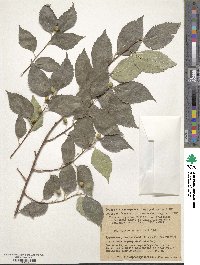 Celtis australis image