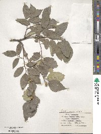 Celtis australis image