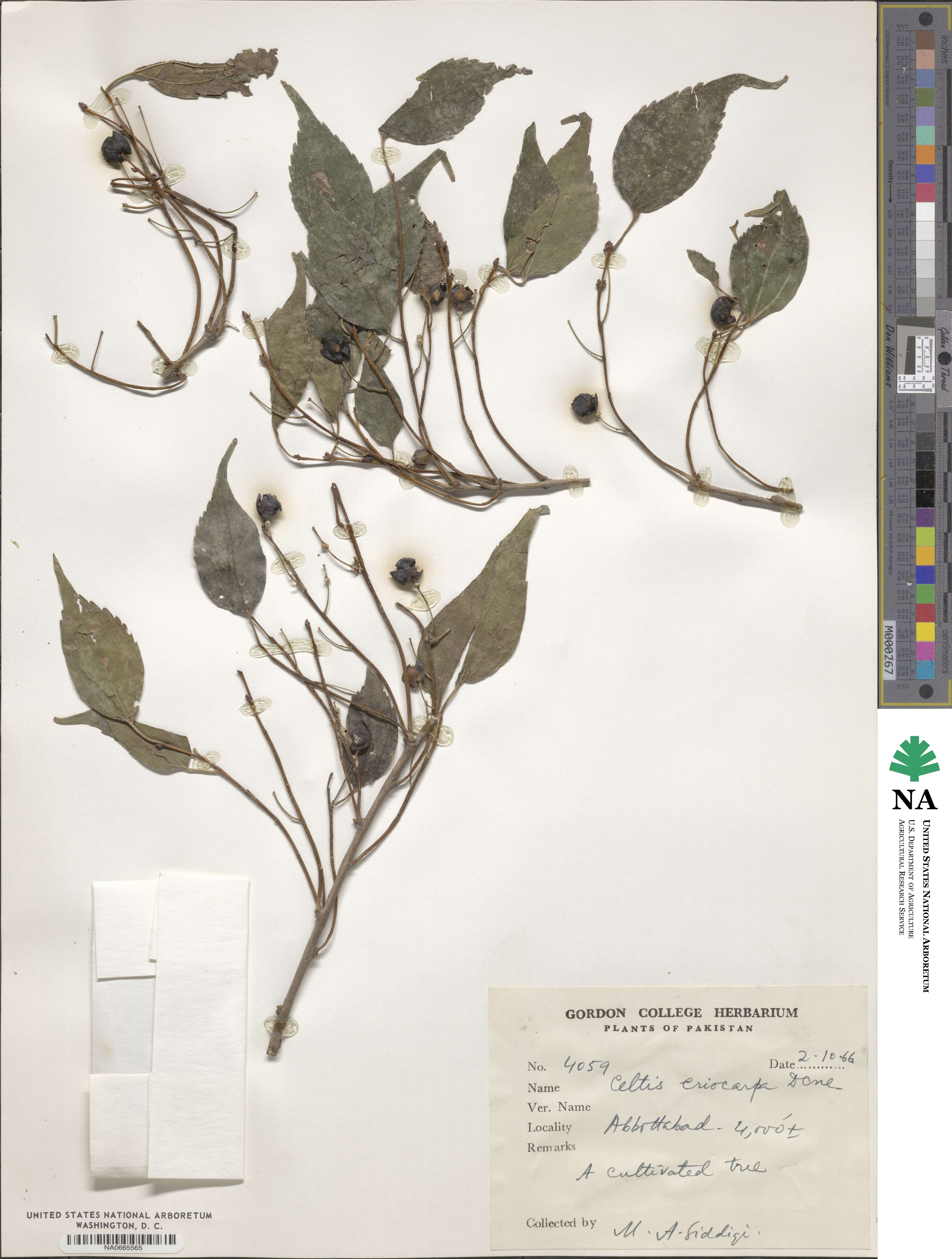 Celtis australis image