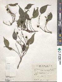 Celtis australis image