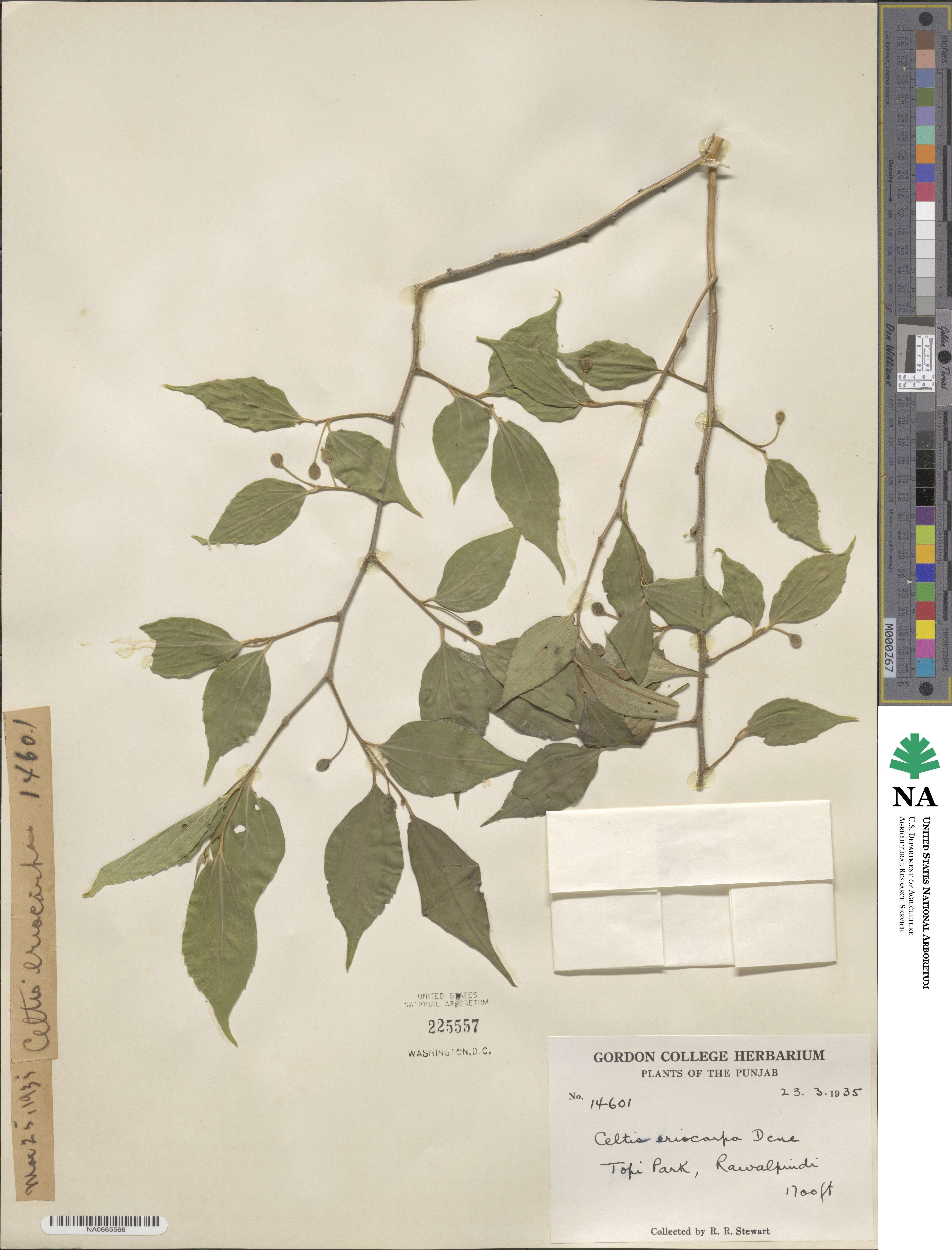 Celtis australis subsp. australis image
