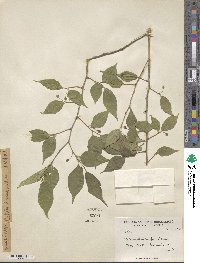 Celtis australis image