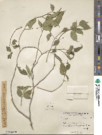 Celtis australis image