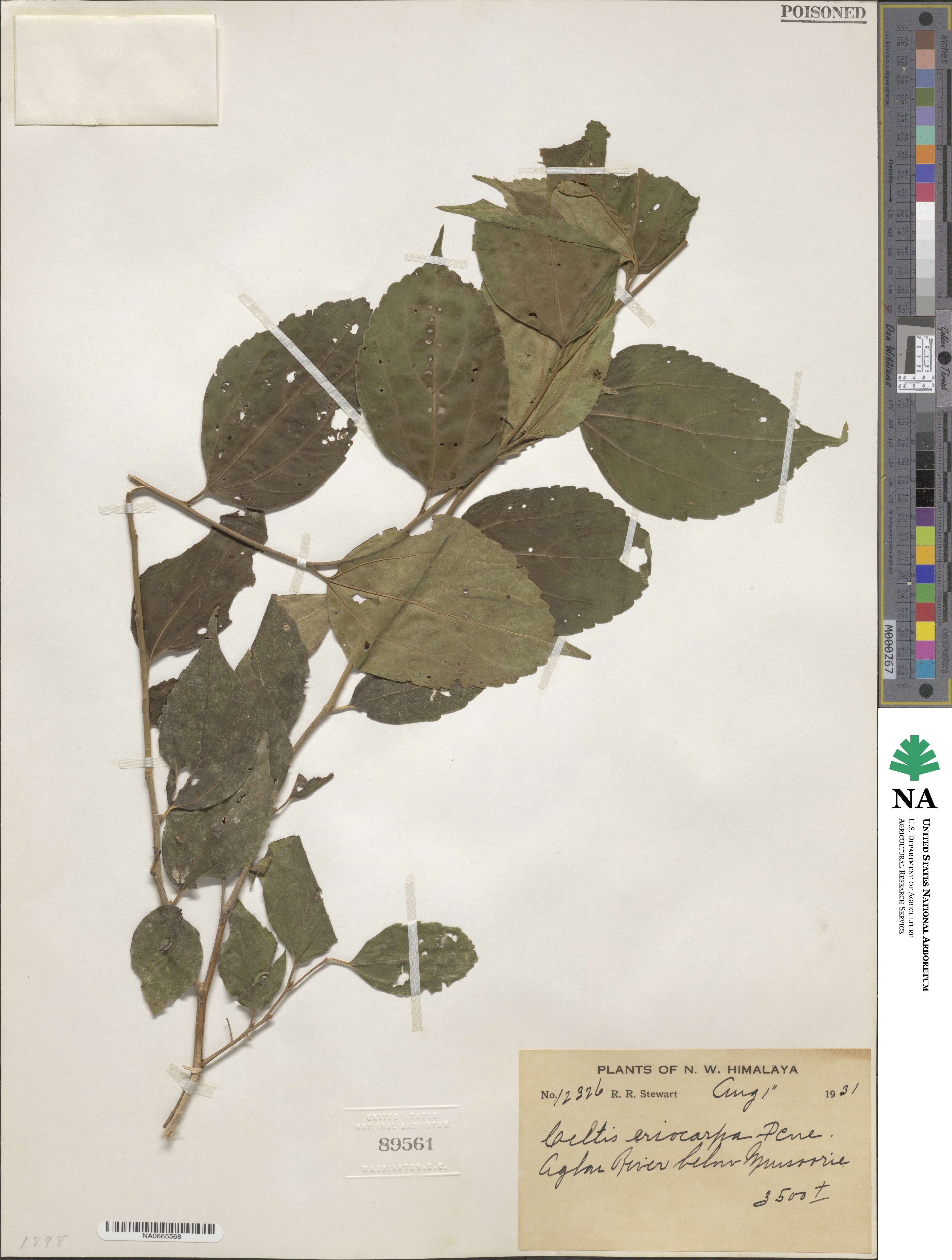Celtis australis subsp. australis image