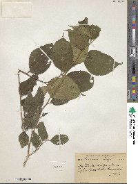 Celtis australis image