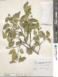 Celtis glabrata image