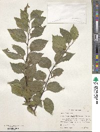 Celtis glabrata image