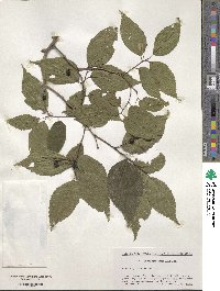 Celtis jessoensis image