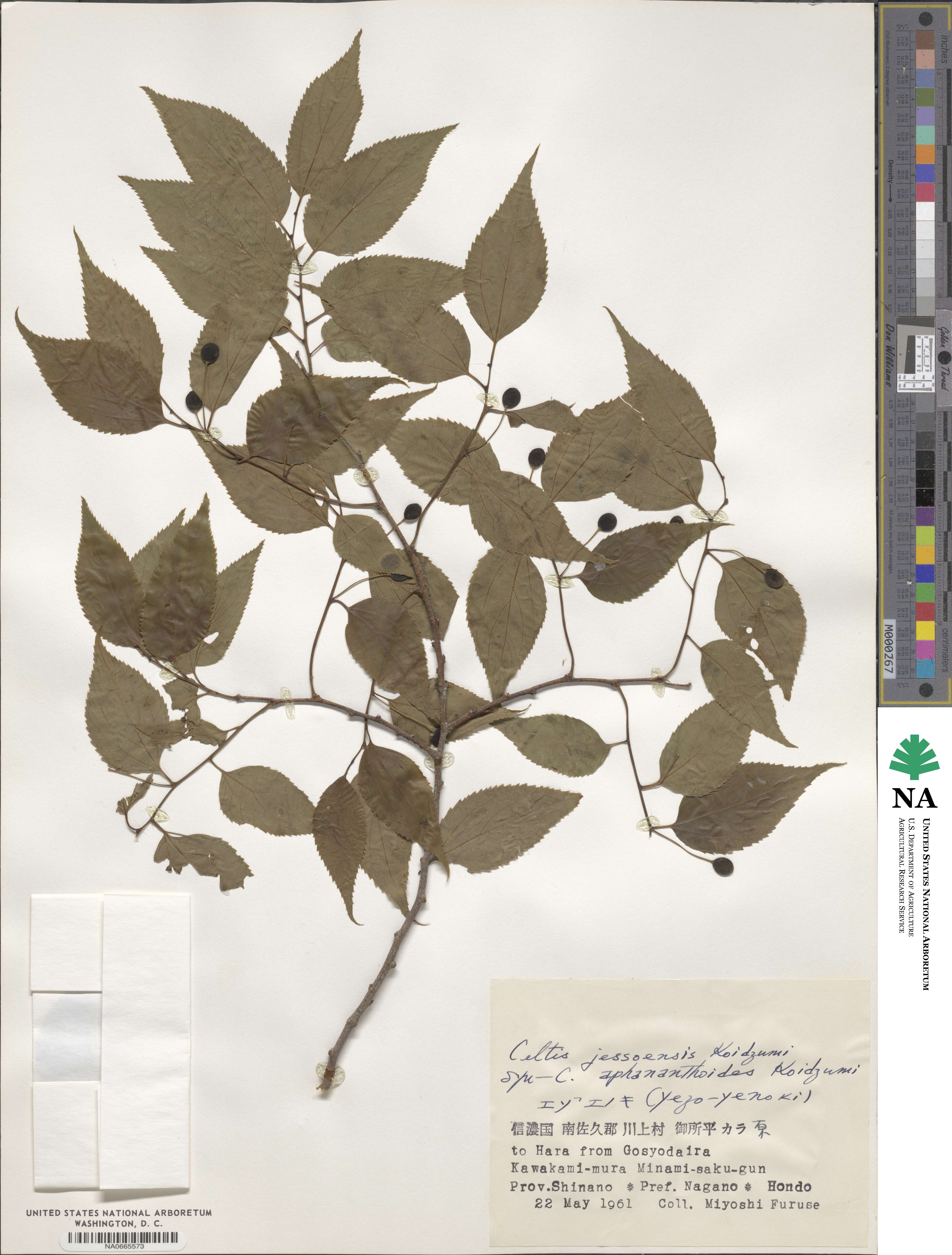 Celtis jessoensis image