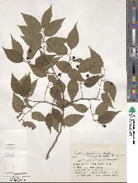 Celtis jessoensis image