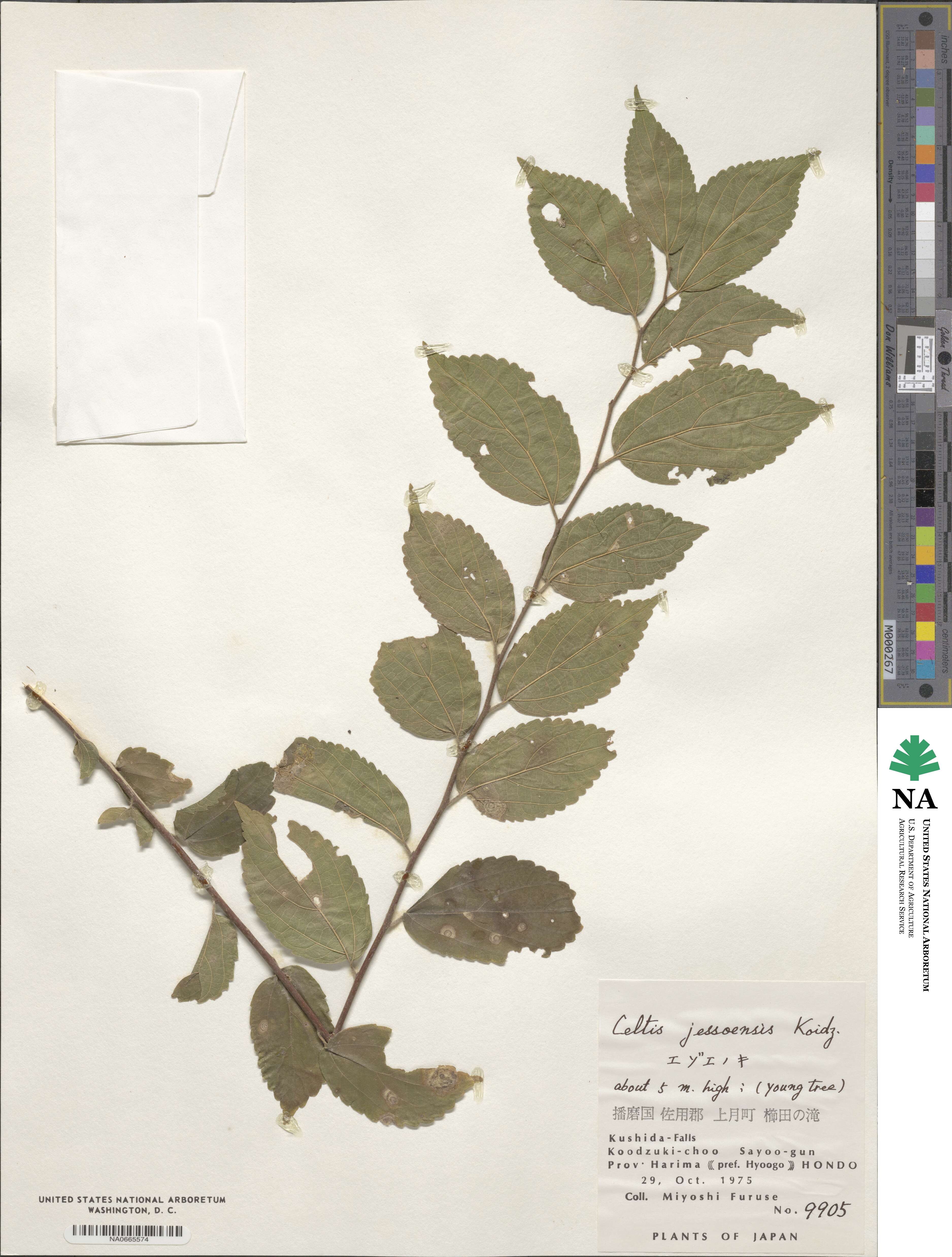 Celtis jessoensis image