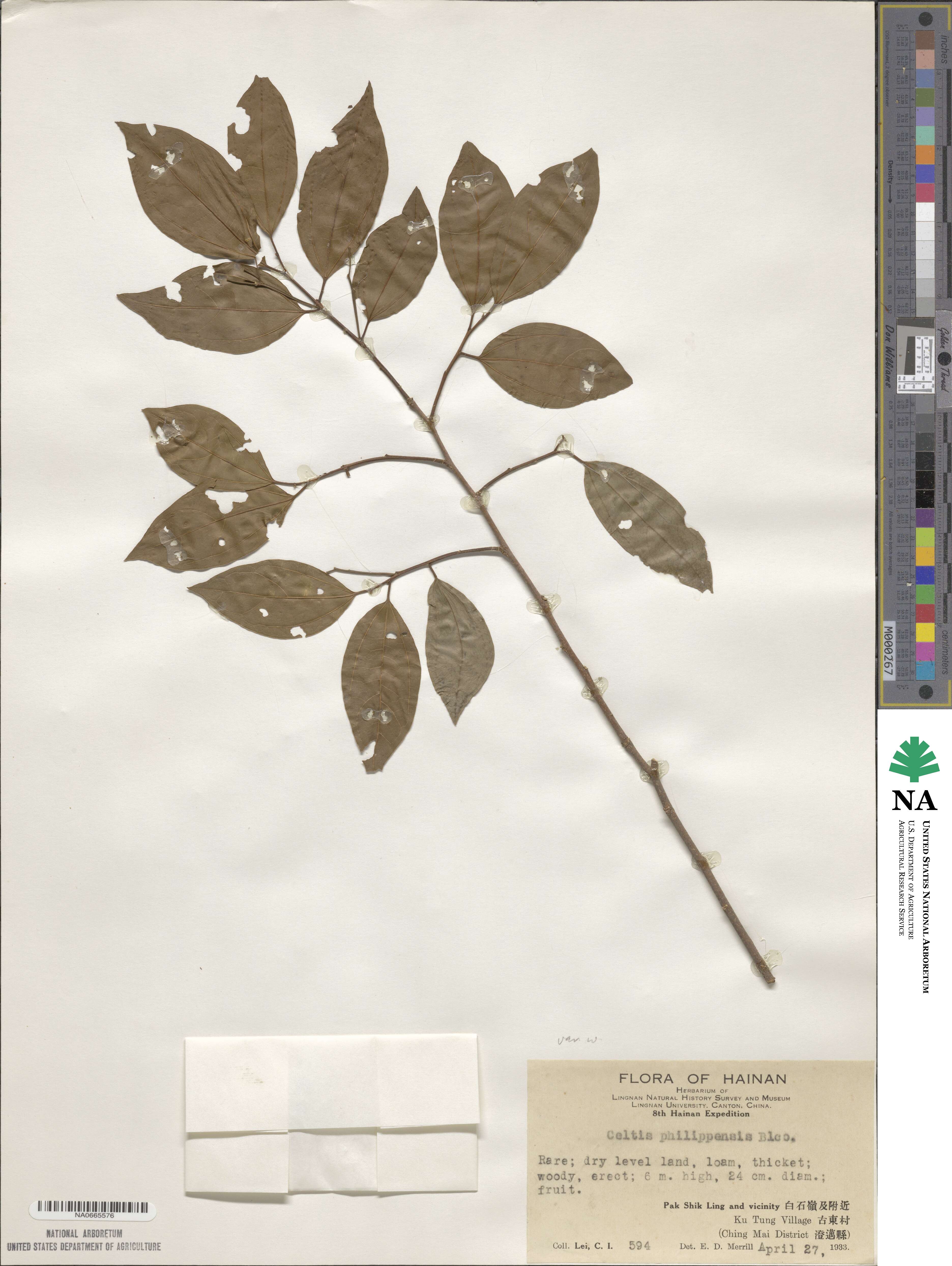 Celtis philippensis image