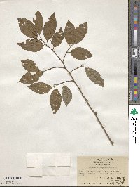 Celtis philippensis image