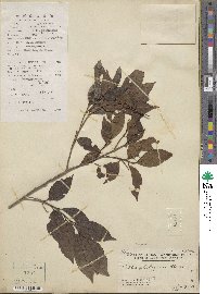 Celtis philippensis image