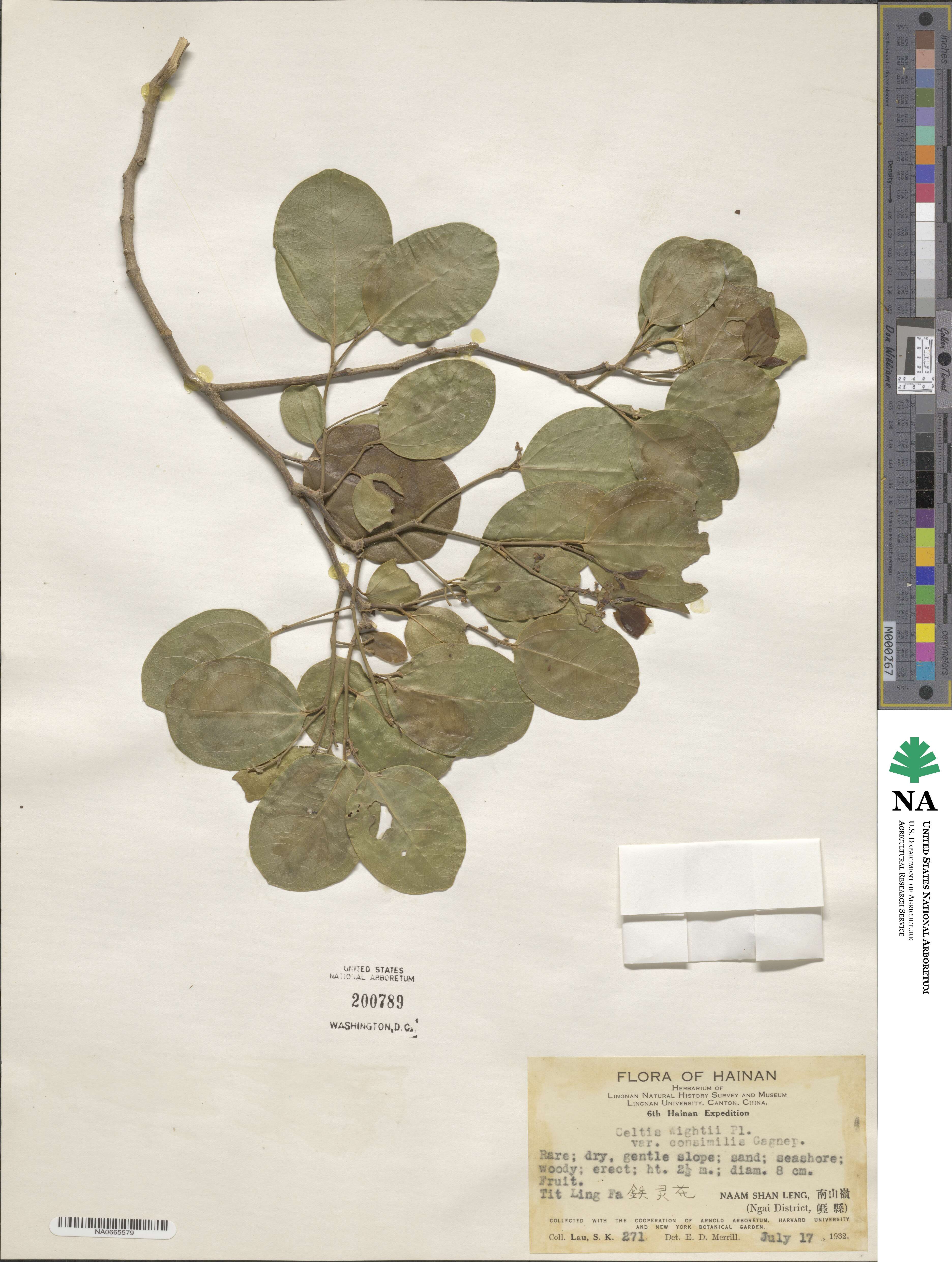 Celtis philippensis image