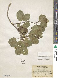 Celtis philippensis image