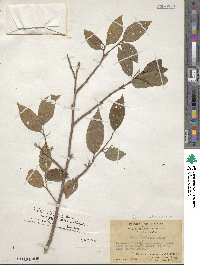 Celtis philippensis image