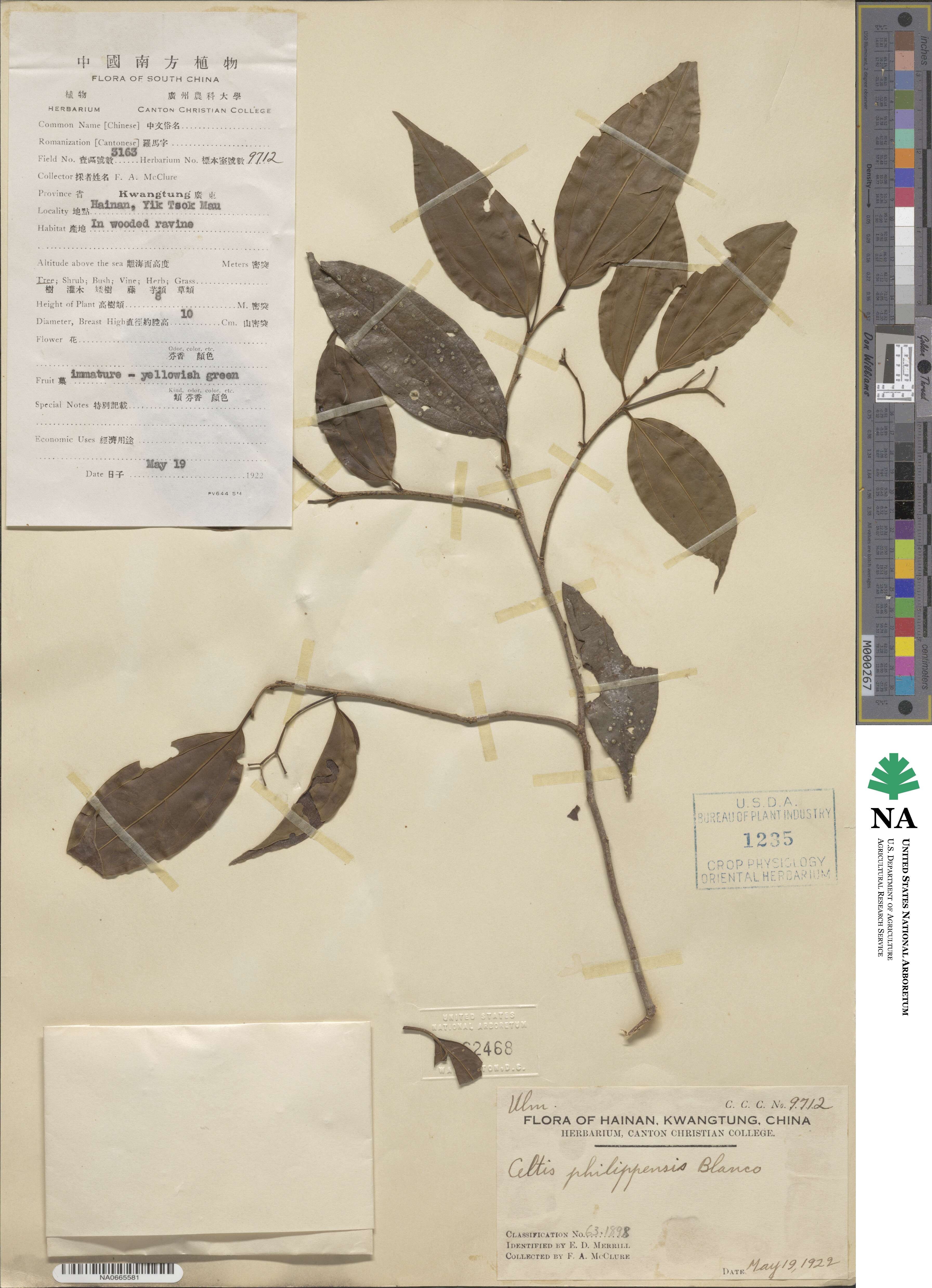 Celtis philippensis image