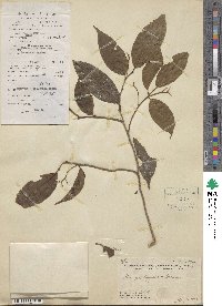 Celtis philippensis image