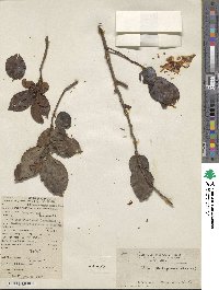 Celtis philippensis image