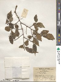 Celtis sinensis image