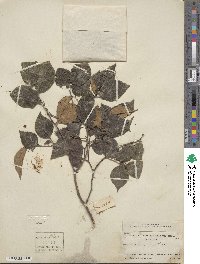 Celtis sinensis image