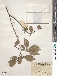 Celtis sinensis image