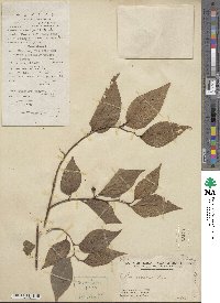 Celtis sinensis image