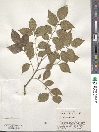 Celtis sinensis image