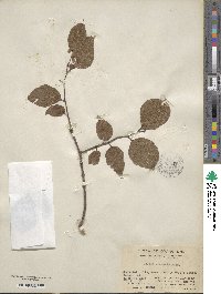 Celtis sinensis image