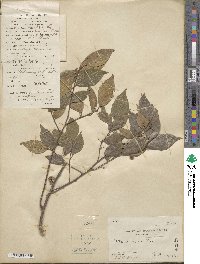 Celtis sinensis image