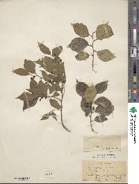 Celtis sinensis image