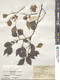 Celtis sinensis image