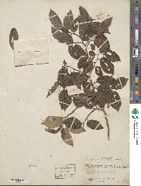 Celtis sinensis image