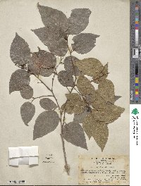 Celtis sinensis image